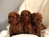 En Güzell Poodle Bebekler Bizdee