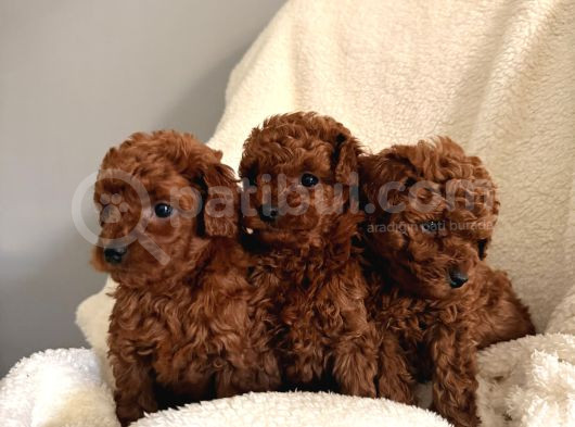 En Güzell Poodle Bebekler Bizdee görsel