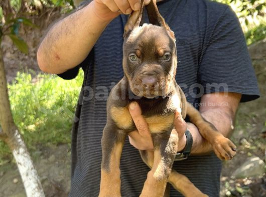 Kizil Ki̇ng Doberman Yavru görsel