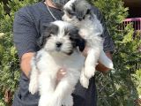 Morkie Yavru