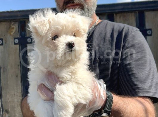 Maltese Terri̇er Yavru görsel
