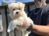 Maltese Terri̇er Yavru