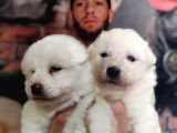 Burkem çifltligimizden kar topu samoyed