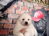 Burkem Çifltligimizden Kar Topu Samoyed