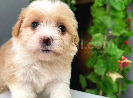 F 2 Malti̇po Kali̇teden Anlayan Kaçirmaz Bu Bebekleri̇ görsel