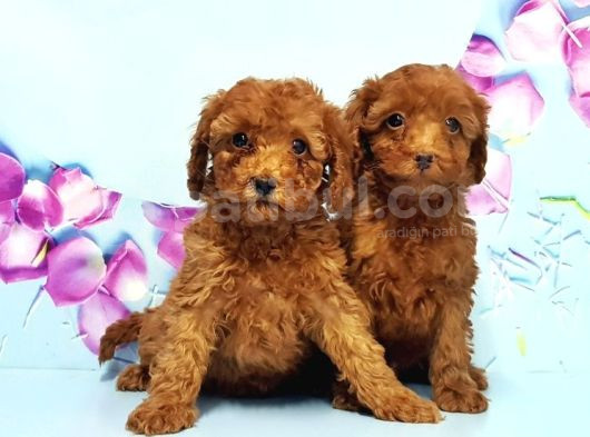 Toy Poodle Yavru görsel