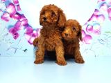 Toy Poodle Yavru