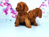 Toy Poodle Yavru