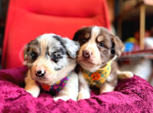 Zekasıyla Şaşırtır Sevgisiyle Isıtır Border Collie Yoldaşı görsel