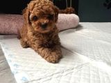 SEVİMLİ MİNİK POODLE BEBEKLERİM