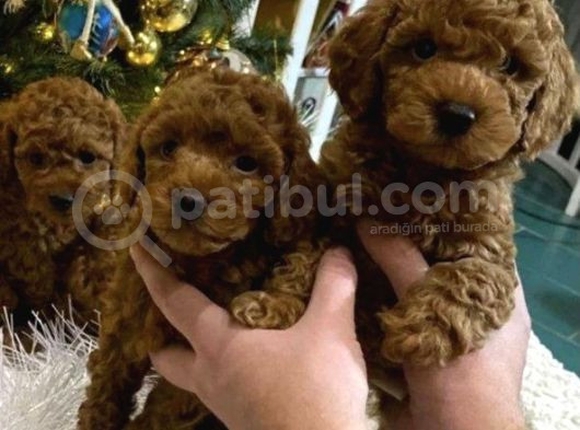 Sevi̇mli̇ Mi̇ni̇k Poodle Bebekleri̇m görsel