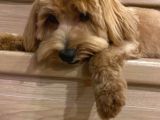 Maltipoo Erkek