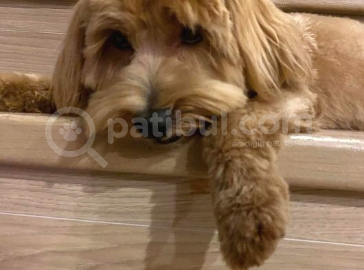 Maltipoo Erkek görsel