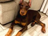KALİTENİN ZİRVESİ KIZIL DOBERMAN YAVRULAR