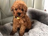 Sevi̇mli̇ Mi̇ni̇k Poodle Bebekleri̇m