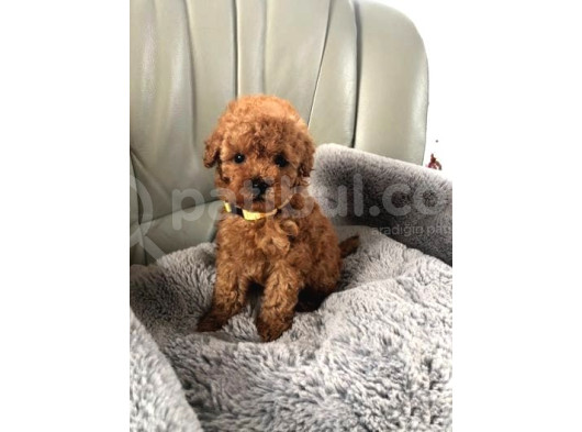 Sevi̇mli̇ Mi̇ni̇k Poodle Bebekleri̇m görsel