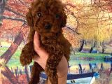 Red toy poodle Miniğim Anne Altından