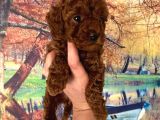 Red Toy Poodle Miniğim Anne Altından