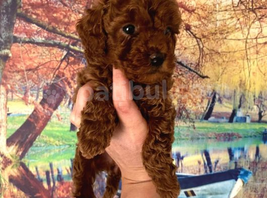 Red Toy Poodle Miniğim Anne Altından görsel