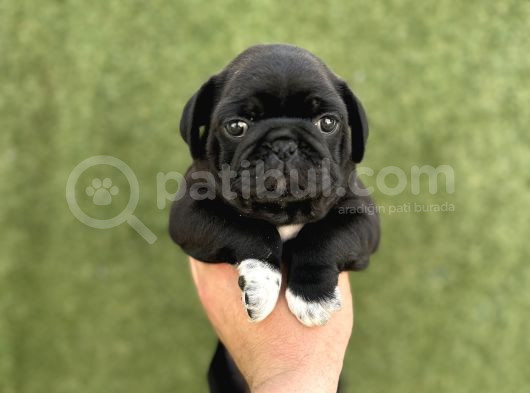 Irk Garanti̇li̇ A Kali̇te Pug Yavrular görsel