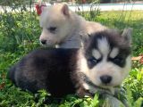 Safkan Husky Sibirya Kurdu Yavruları