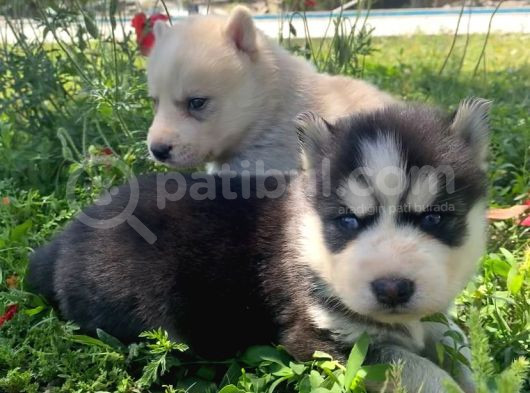 Safkan Husky Sibirya Kurdu Yavruları görsel