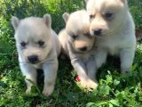 Safkan Husky Sibirya Kurdu Yavruları