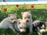 Safkan Husky Sibirya Kurdu Yavruları