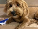 Maltipoo Erkek