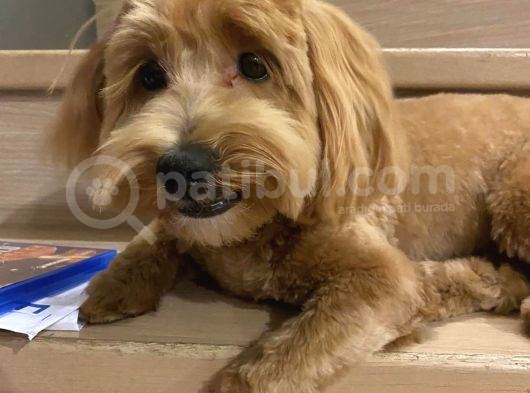 Maltipoo Erkek görsel