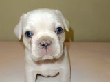 Orjinal Fotograf Ile Platinyum French Bulldog