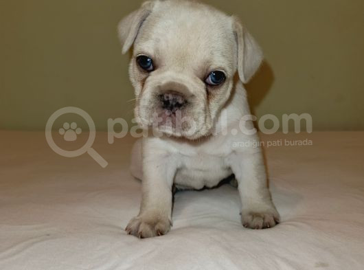 Orjinal Fotograf Ile Platinyum French Bulldog görsel