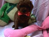 Toypoodle  Bebekleri