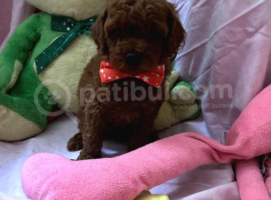 Toypoodle  Bebekleri görsel