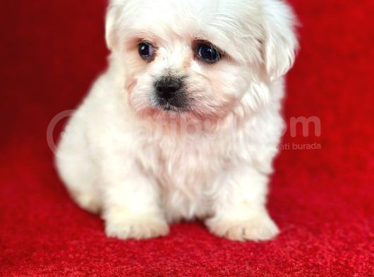 Teacup Maltese Yavrular görsel