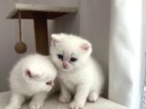 Çok Güzel Bal Gibi Yavrularım