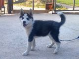 Si̇bi̇rya Kurdu Husky Yavrularimiz Mevcut