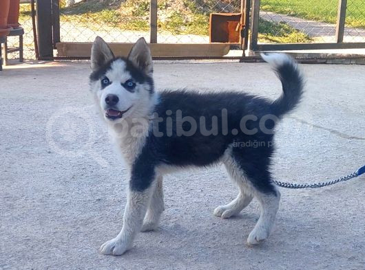Si̇bi̇rya Kurdu Husky Yavrularimiz Mevcut görsel