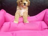 Anne Baba Orji̇nal Malti̇poo Yavrular
