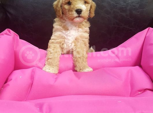 Anne Baba Orji̇nal Malti̇poo Yavrular görsel