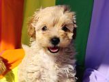 ANNE BABA ORJİNAL MALTİPOO YAVRULAR