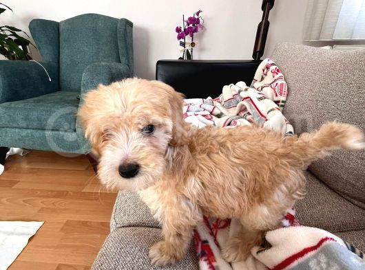 Erkek Maltipoo Yavru