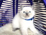 Safkan British Shorthair Bluepoint Bebekler