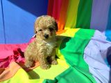 Anne Baba Orji̇nal Malti̇poo Yavrular