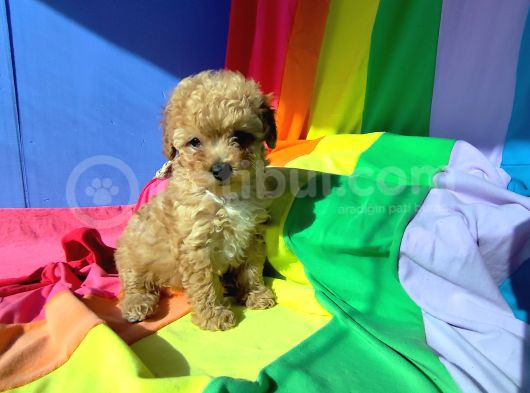 Anne Baba Orji̇nal Malti̇poo Yavrular görsel