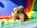 Anne Baba Orji̇nal Malti̇poo Yavrular