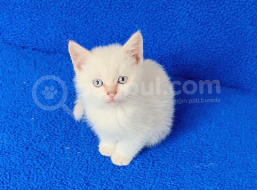 Bu Güzelli̇ge Bakmadan Geçmeyi̇n görsel