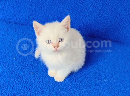 Bu Güzelli̇ge Bakmadan Geçmeyi̇n görsel