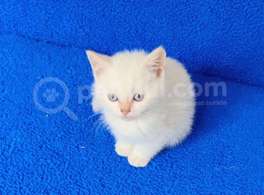 Bu Güzelli̇ge Bakmadan Geçmeyi̇n görsel