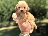 GERÇEK MALTİPOO KIVIR KIVIR YAVRUMUZ